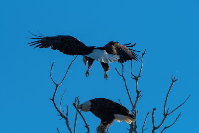 Bald Eagle preparing to land in tree top with its mate