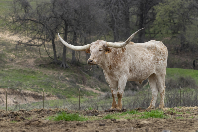 Beautiful off white Longhorn bull with orange and light brown mottled pattern of spots