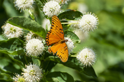 Beautiful orange Gulf Fritillary Butterfly pollinating white Common Buttonbush flower