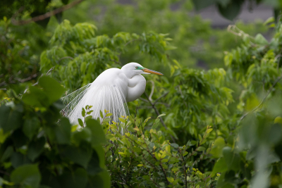 Birds-at-UTSWMC-Rookery-in-Dallas-019