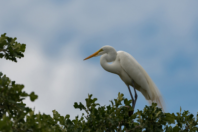 White Egret in the trees with blue sky peeking through clouds