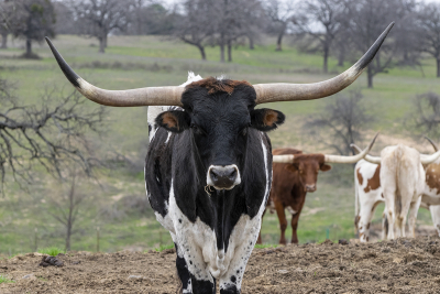 Closeup of a large black and white Longhorn bull staring straight at the camera