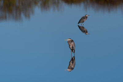 Great Blue Herons with their reflections in a calm lake