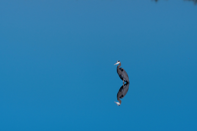Great Blue Heron standing over its reflection in a calm lake