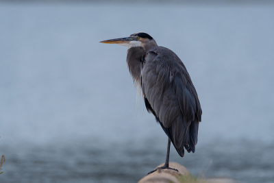 Blue Heron standing on a concrete barrier in a parking lot