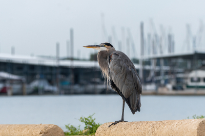 Blue Heron on parking lot barrier with marina in background