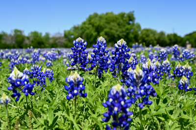 Beautiful Bluebonnet flowers with trees in background