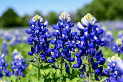 Closeup of three Bluebonnet flowers in a meadow