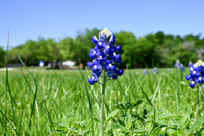 Bluebonnet flower blooming in a field with trees behind it
