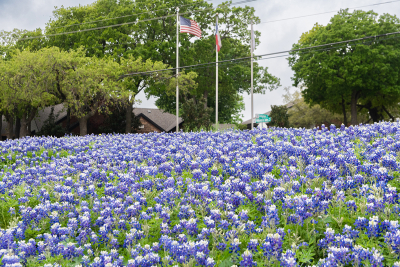 Bluebonnet-flowers-with-flag-poles-in-background-10