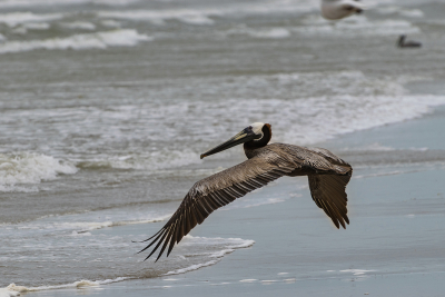Brown pelican flying low over beach and ocean waves