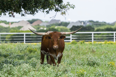 A brown and white Longhorn bull standing under a tree in front of a white, metal fence