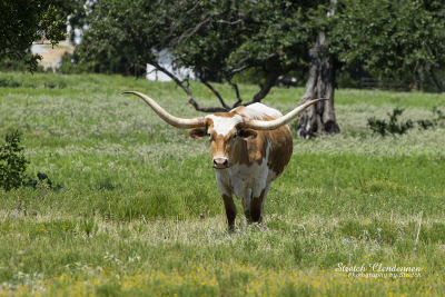Brown and white Longhorn bull with long, curved horns walking across meadow