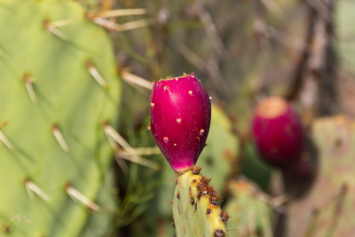 Bright pink Cactus Apple on a Prickly Pear leaf