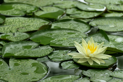 Single yellow Water Lily on wet lily pads