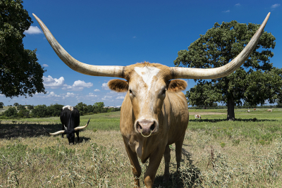 Closeup of a light brown Longhorn cow with long curved horns and a ring in its nose