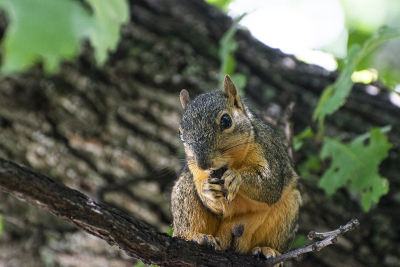 Closeup of a cute Fox Squirrel sitting on a tree branch and eating a nut