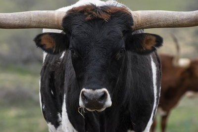 Closeup portrait of a large black and white Longhorn bull with hay in his mouth