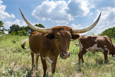 Closeup profile up a brown Longhorn bull in pasture with spotted cow behind him