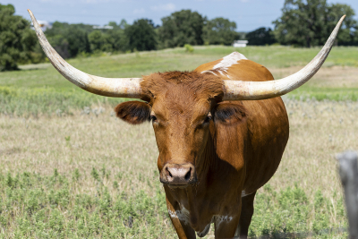 Closeup of a brown Longhorn cow with curved, white horns