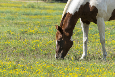 Closeup of a brown and white paint horse grazing in a grassy pasture full of yellow flowers