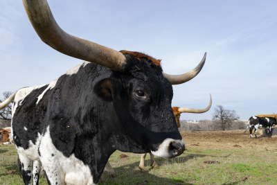 Closeup and partial profile of a large, black and white Longhorn bull