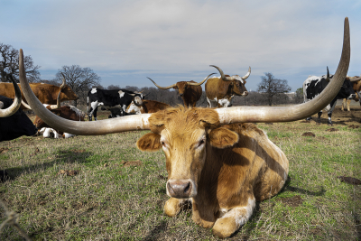 Closeup of a light brown Longhorn cow relaxing in the grass