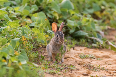 Cottontail Rabbit sitting in dirt by green weeds