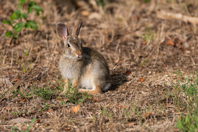 Cottontail Rabbit looking back over its shoulder while sitting in a patch of brown dirt