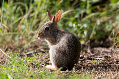 Cottontail Rabbit sitting and turning to look back over its shoulder in the early morning sun