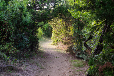Trees growing together to create a covered trail in the woods