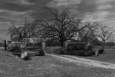 Creepy, barren tree branches hanging over an old, farm gate