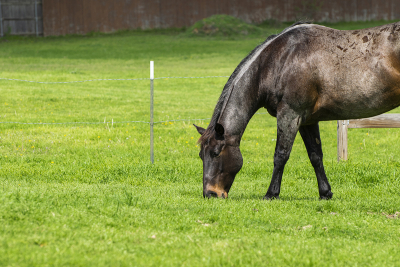 Dark brown and black horse grazing on the green grass in a ranch pasture