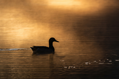 Silhouetted profile of Mallard Duck in mist covered lake
