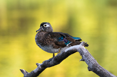 Profile of female Wood Duck standing on fallen tree by lake