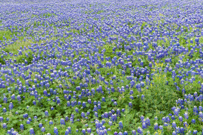 Field-covered-in-Bluebonnet-flowers-in-bloom-01