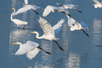A flock of Great White Egrets taking flight over a lake on a sunny morning