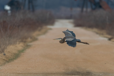 Great-Blue-Heron-flying-across-dirt-road-01