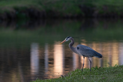Blue Heron on pond shore with sunlight reflecting on water