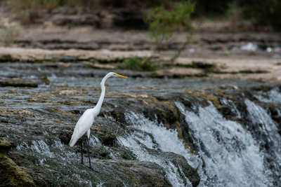 Great White Egret on rock ledge looking out over a waterfall