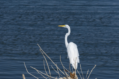 Single Great White Egret, or Heron, standing on in a cluster of sticks on a lake shoreline