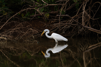 Great White Egret near tree covered shore with fish in its beak