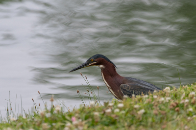 Green Heron searching for food on a pond shore