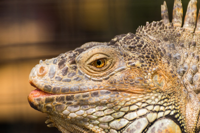 Closeup of Green Iguana showing the brilliant yellow eye colors