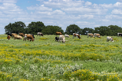 Herd of Longhorn Cattle grazing on hill in ranch meadow