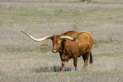 Large brown Longhorn bull with really long horns walking across a ranch pasture