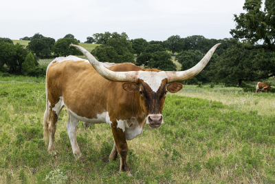 Large brown Longhorn bull with long, curved horns staring at the camera