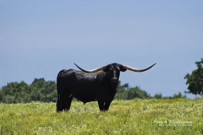 Large, black, intimidating Longhorn bull with long, curved horns standing in meadow