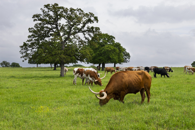Large orange brown Longhorn bull with long curved horns grazing with herd in ranch pasture