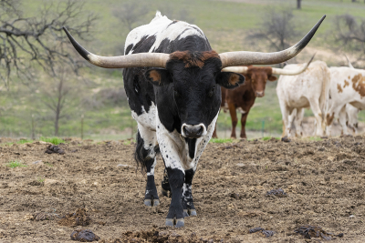 Large black and white Longhorn bull with head down like is ready to charge